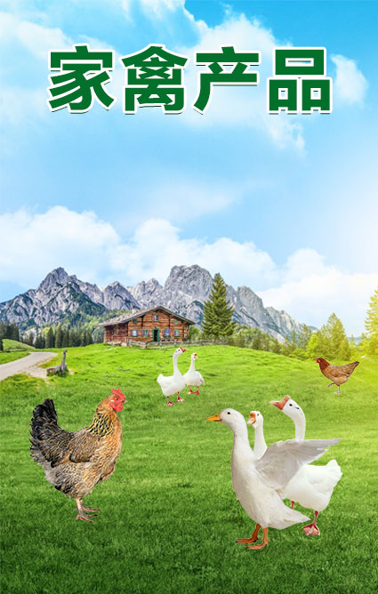 家禽產(chǎn)品